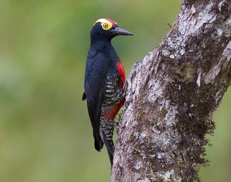Yellow-tufted Woodpecker, Melanerpes cruentatus, Carpintero Cejón