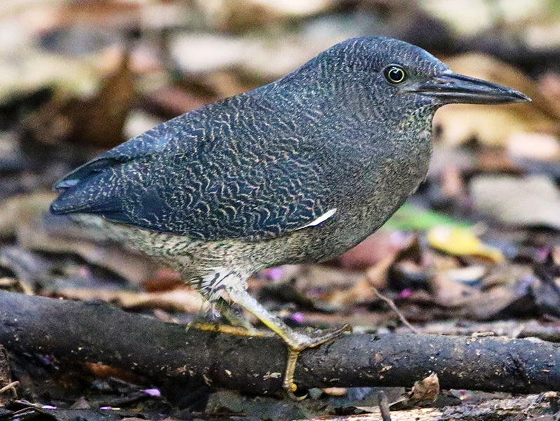 Zigzag Heron, Zebrilus undulatus, Garza Zigzag