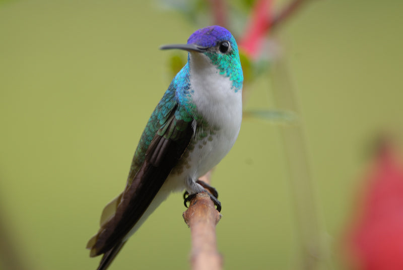 hummingbirds, caprimulgiformes, trochilidae, amazilia