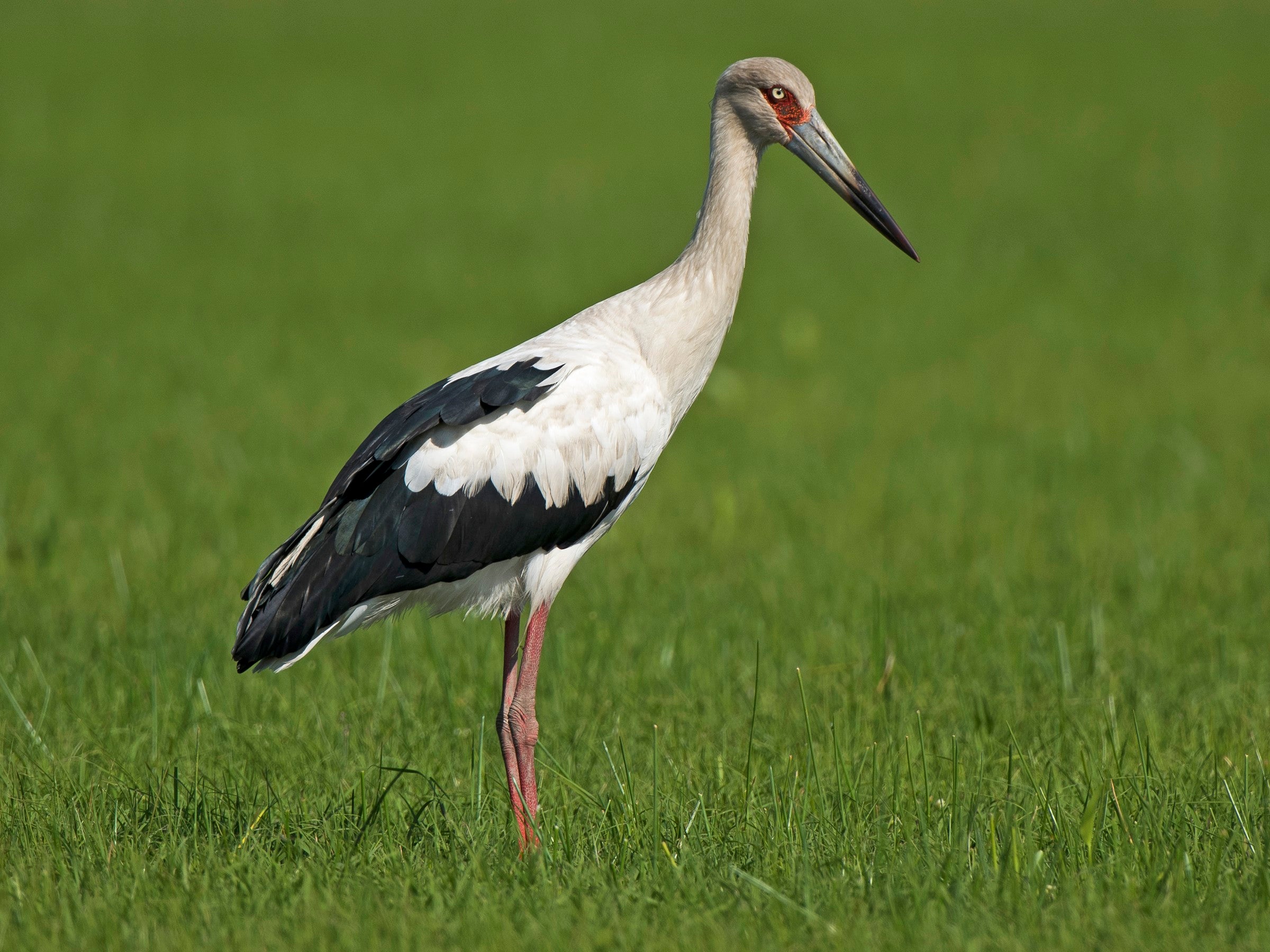 Maguari Stork, Ciconia maguari, Cigüeña Llanera