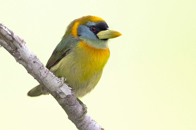 barbet, piciformes,  capitonidae 