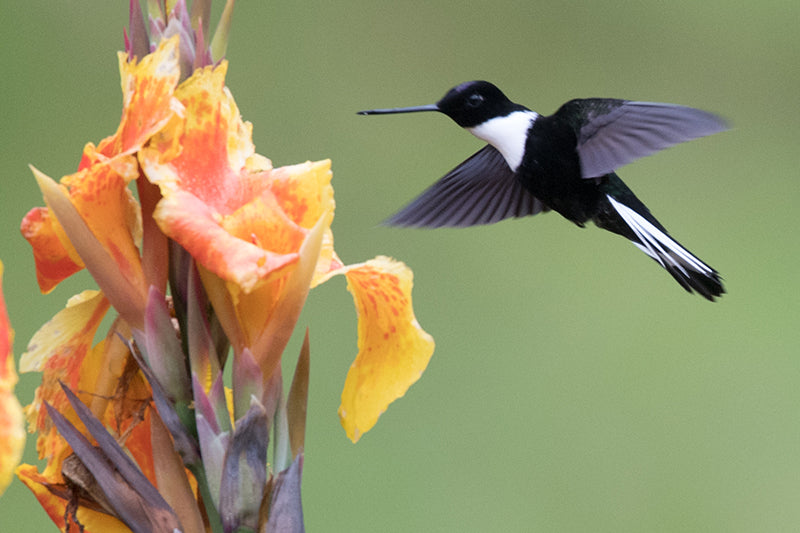 Collared Încă, Coeligena torquata, Încă Collarejo