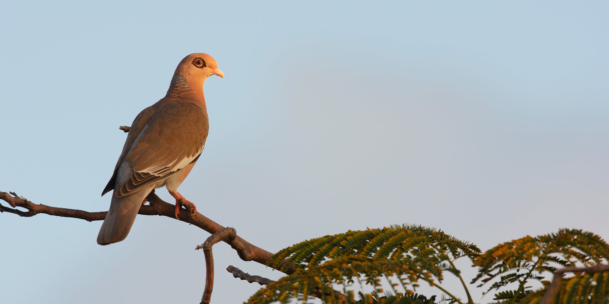 Bare-eyed Pigeon, Patagioenas corensis, Paloma Cardonera