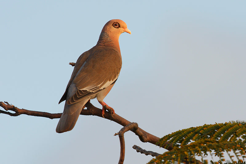 Bare-eyed pigeon, Paloma Cardonera, Patagioenas corensis