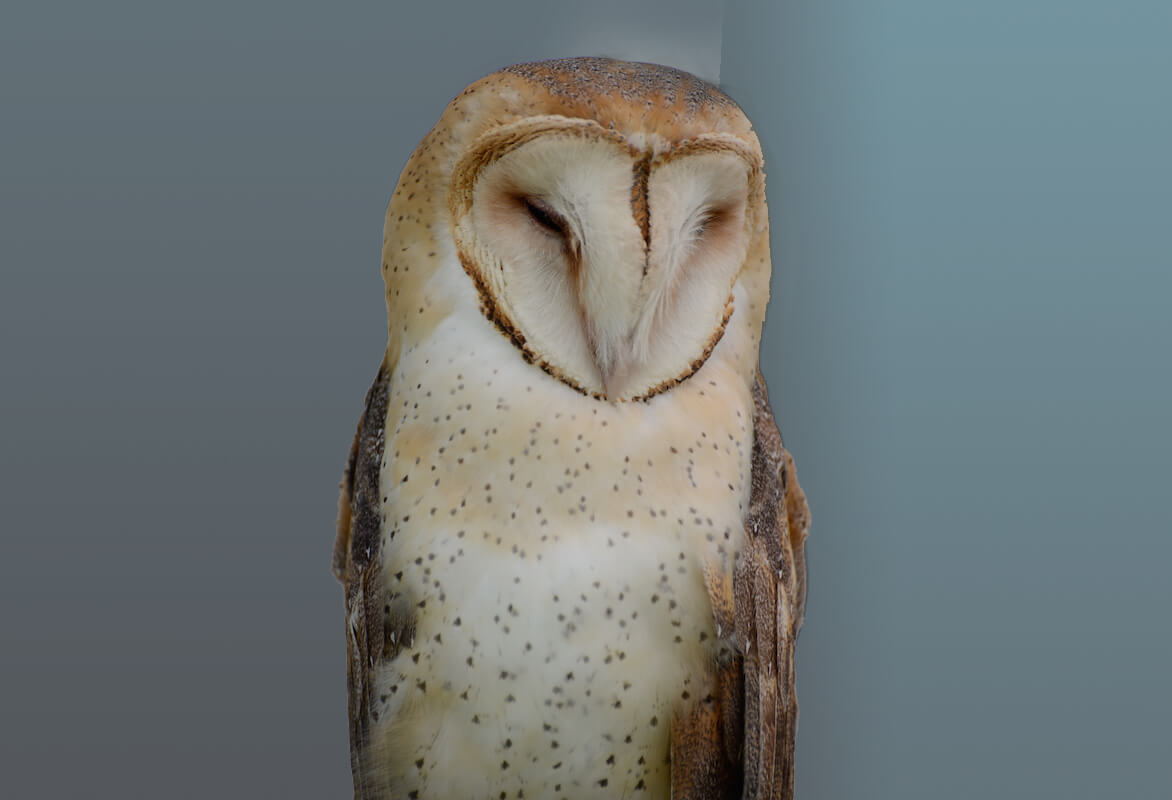 barn owl, strigiformes, tytonidae