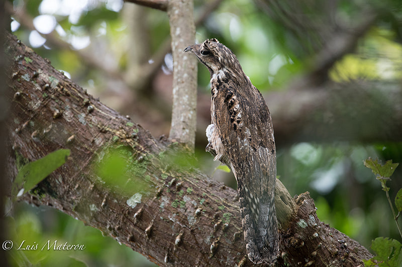 Common Potoo, Biemparado Común, Nyctibius griseus