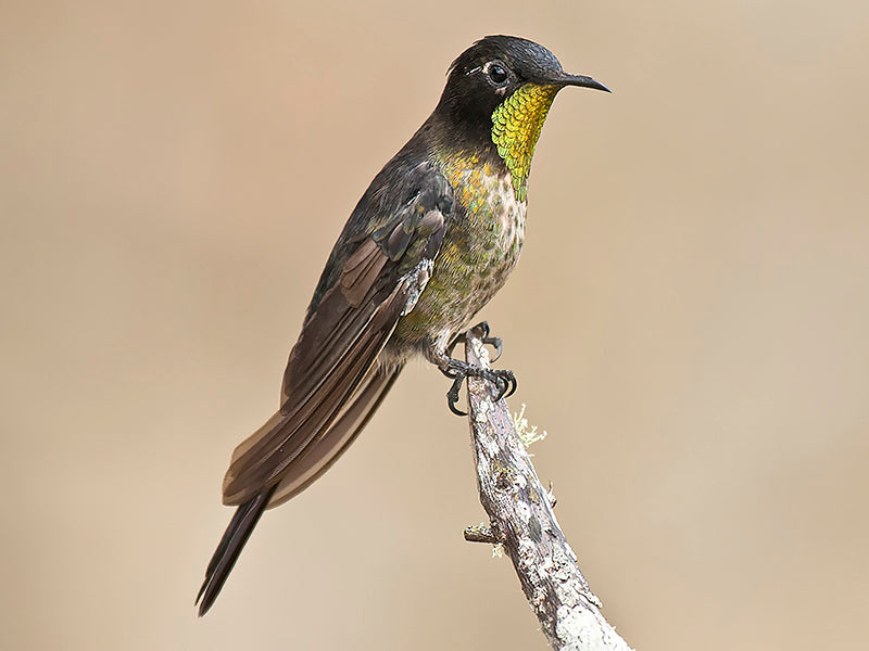 Black-backed-Thornbill,Trochilidae, Ramphomicron dorsale, Picoespina dorsinegro