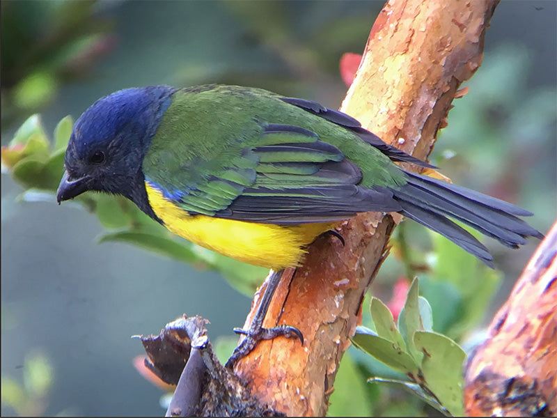 Black-chested Mountain Tanager, Cnemathraupis (eximia) eximia, Azulejo Pechinegro