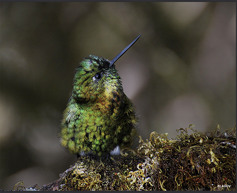 Eriocnemis derbyi, Calzoncitos Piernioscuro, Black-thighed Puffleg