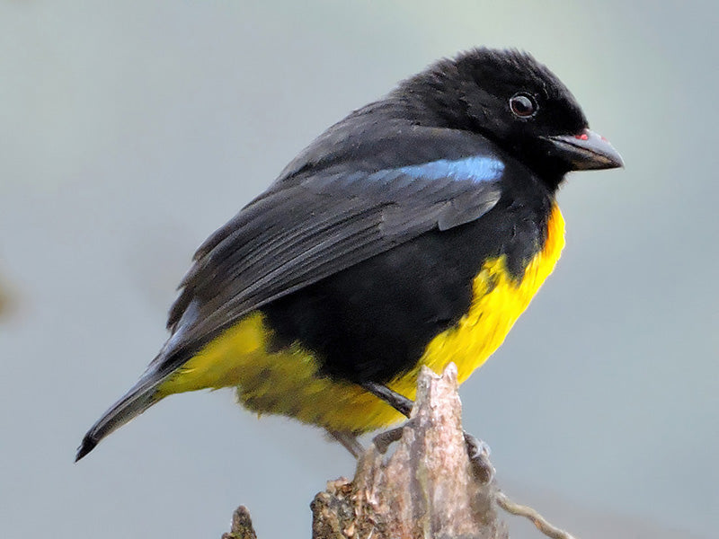 Black and Gold Tanager, Bangsia melanochlamys, Tangará Aurinegra