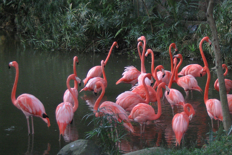 flamingos, flamingoes, phoenicopteriformes, phoenicopteridae