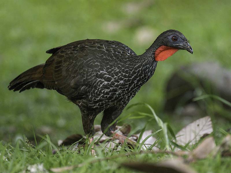 Cauca guan, Penelope perspicax, Pava Caucana