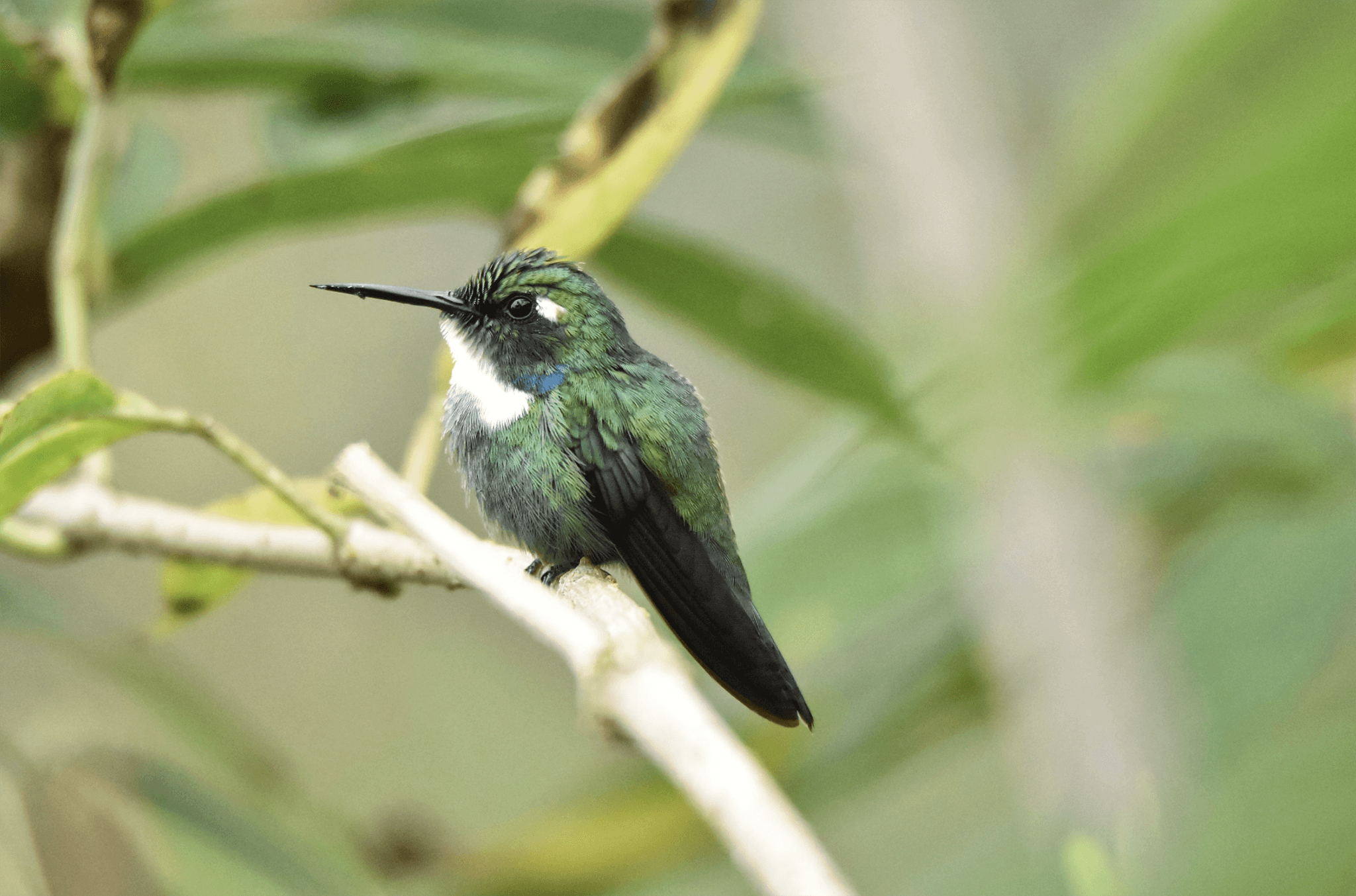 Choco Daggerbill, White-throated Daggerbill, Schistes albogularis,Colibrí Piquicuña del Chocó