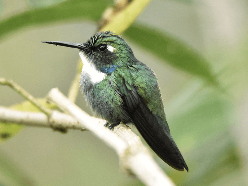 Choco Daggerbill, White-throated Daggerbill, Schistes albogularis,Colibrí Piquicuña del Chocó