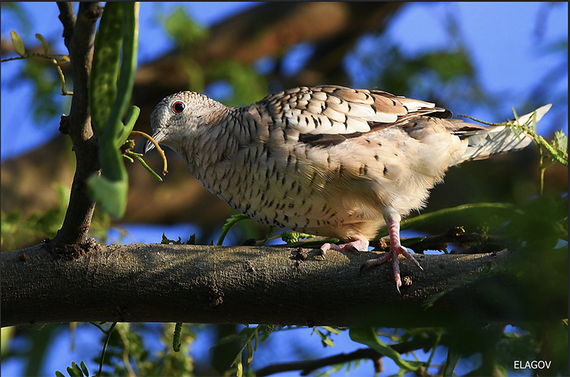 Scaled Dove, Columbina squammata, Tortolita Escamada