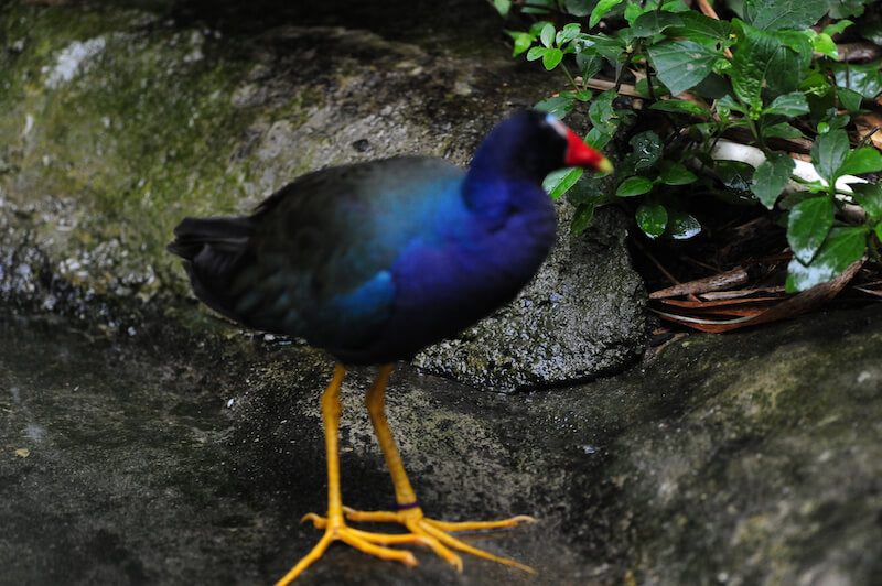 crakes, rails, gruiformes,  gallinules, cots