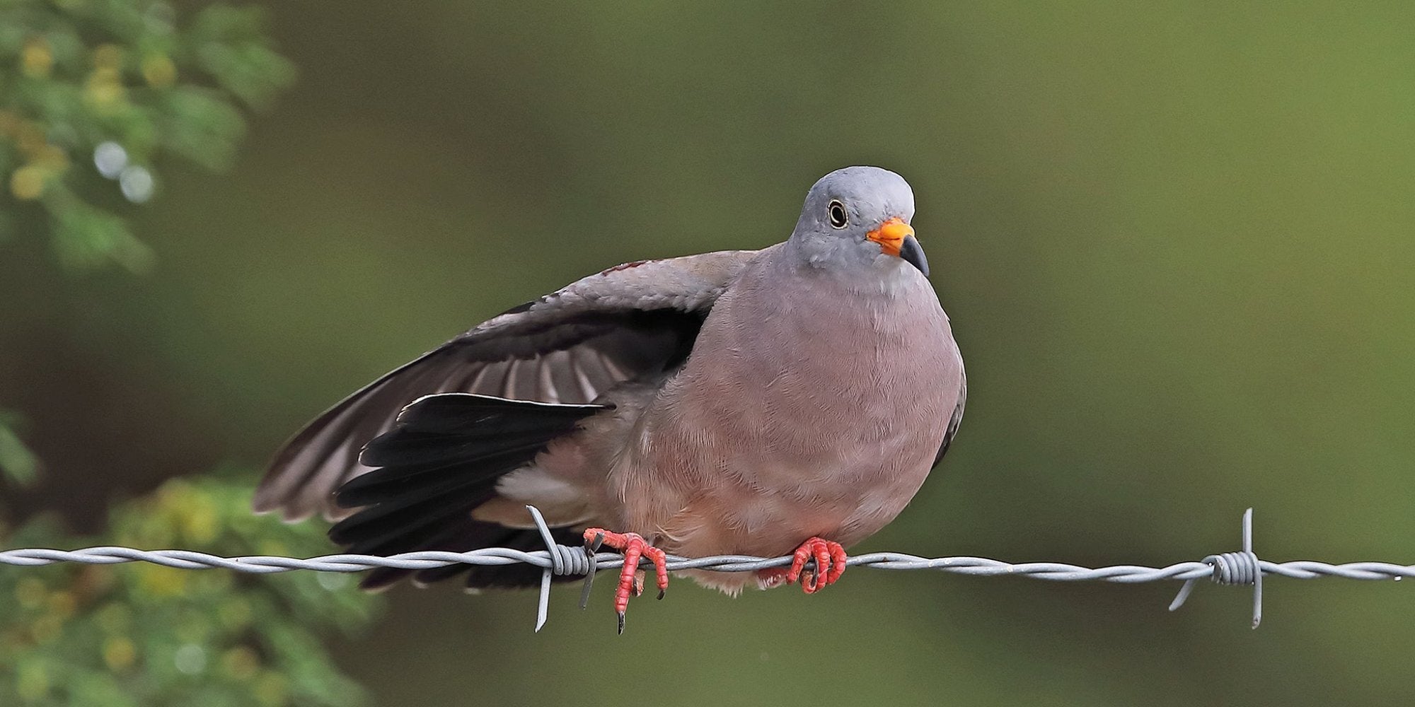 Croaking Ground-dove, Tortolita Peruana, Columbina cruziana