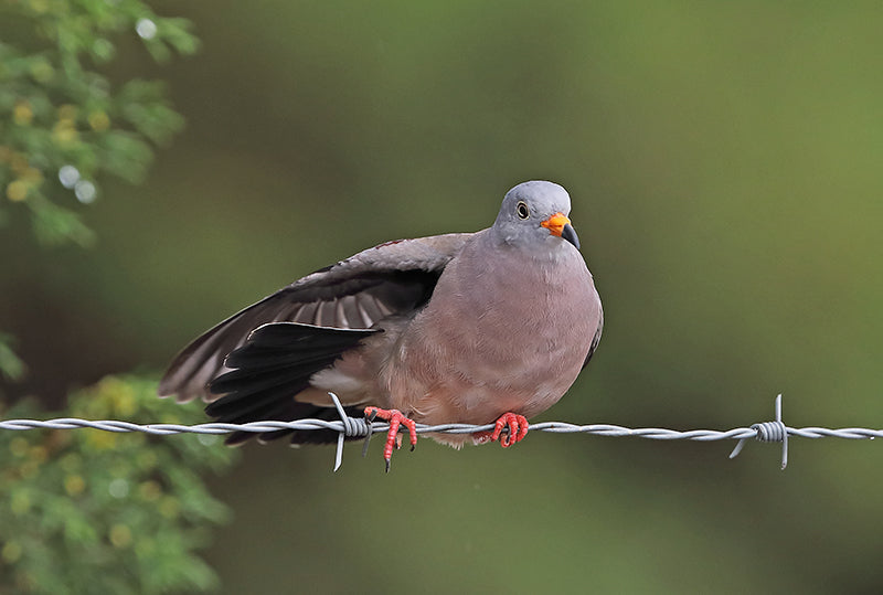 Croaking Ground-dove, Columbina cruziana, Tortolita Peruana