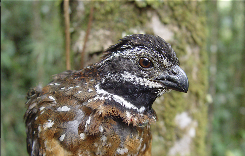 Gorgeted Wood-quail, Odontophoridae, Odontophorus strophium, Perdiz Santandereana