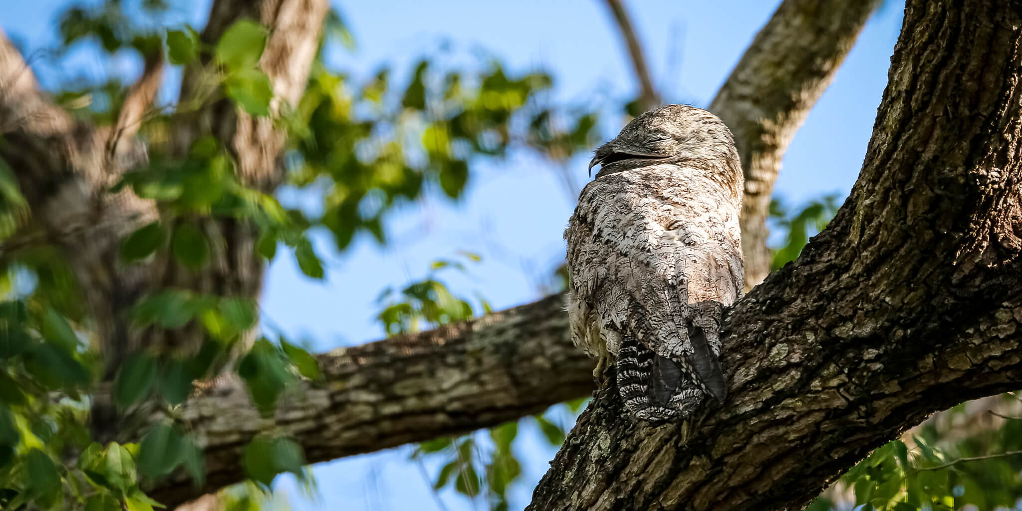 Great Potoo, Biemparado Grande, Nyctibius grandis, Family Nyctibiidae