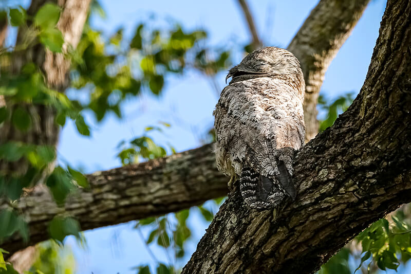 Great Potoo, Biemparado Grande, Nyctibius grandis, Family Nyctibiidae