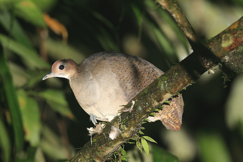 great tinamou, tinamu grande