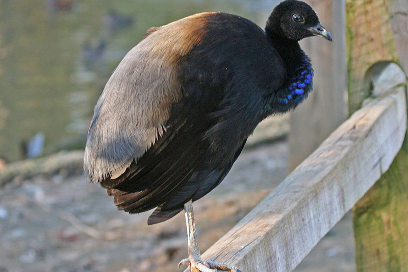 trumpeter, greywinged trumpeter, gruiformes, psophiidae