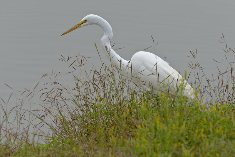 herons, heron, pelecaniformes, ardeidae