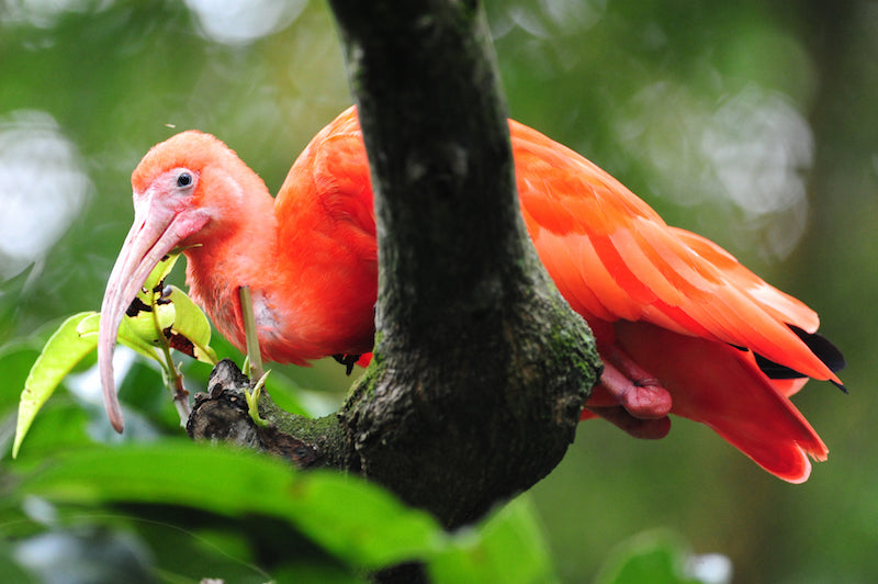 ibis, red ibis, pelecaniformes, threskiornithidae, spoonbills, scarlet ibis