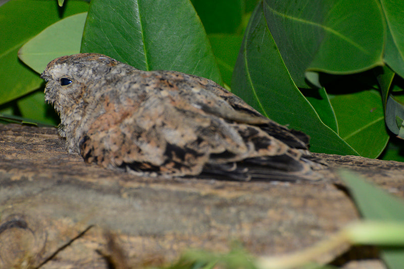 nighthawk,caprimulgiformes,caprimulgidae 