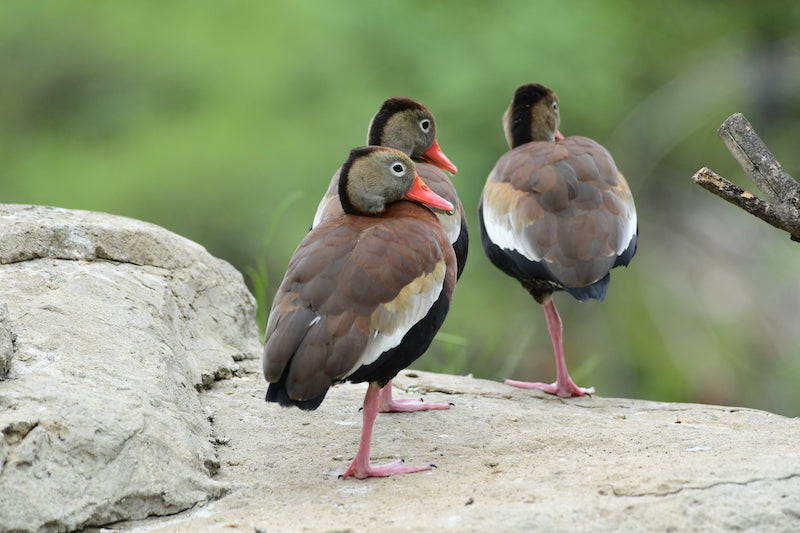 black-bellied-whistling-duck socializing