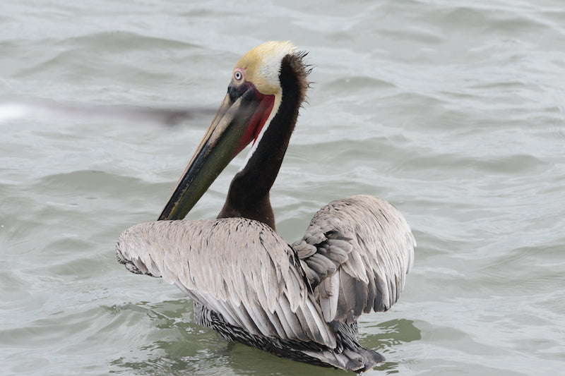 pelicans, pelecaniformes, pelecanidaes