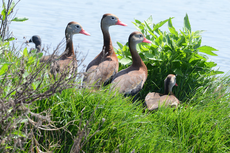 Black-bellied Whistling Duck: A Delightful Avian Wonder of the Americas