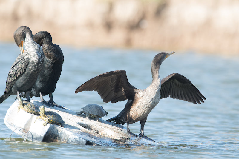 cormorants, suliformes anhingidae