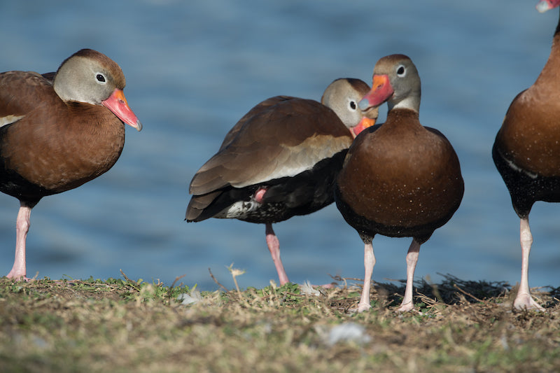 black-bellied-whistling-duck