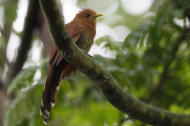 cuckoo, little cuckoo, cuculiformes, cuculidae