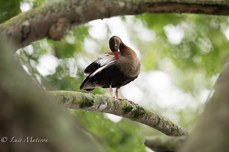 Whistling Wonders: The Black-bellied Duck