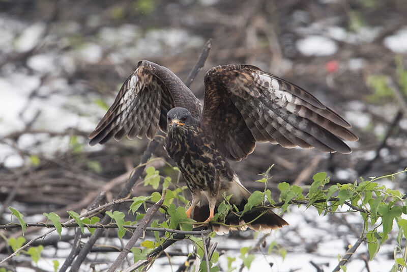 hawks, eagles, accitriformes, accipitridae