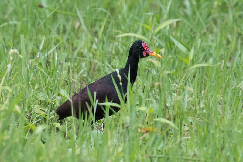 jacana, charadriiformes, jacanidae