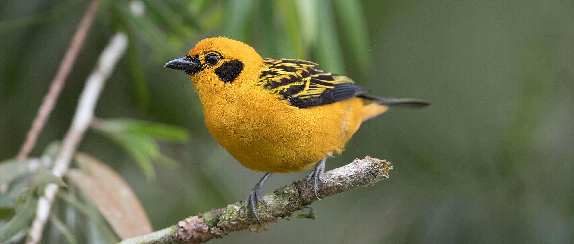 Tanagers the second largest family of birds, Tangaras la segunda familia mas grande de las aves