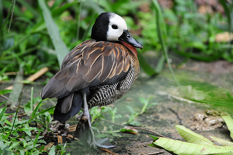 white-faced whistling duck