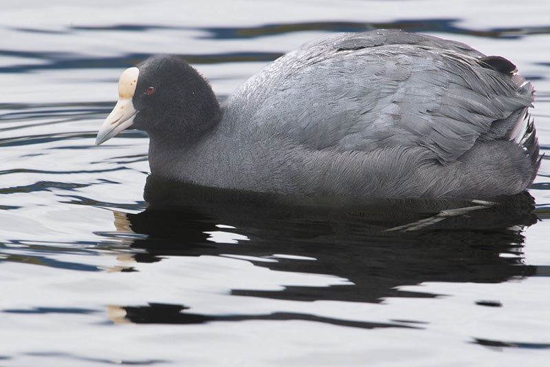 Andean Coot (Slate-colored Coot), Fulica ardesiaca, Focha Andina