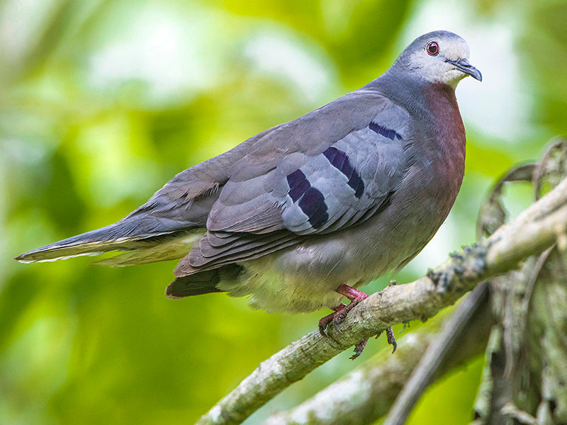 Maroon-chested Ground-dove, Paraclaravis mondetoura, Tortolita Chusquera