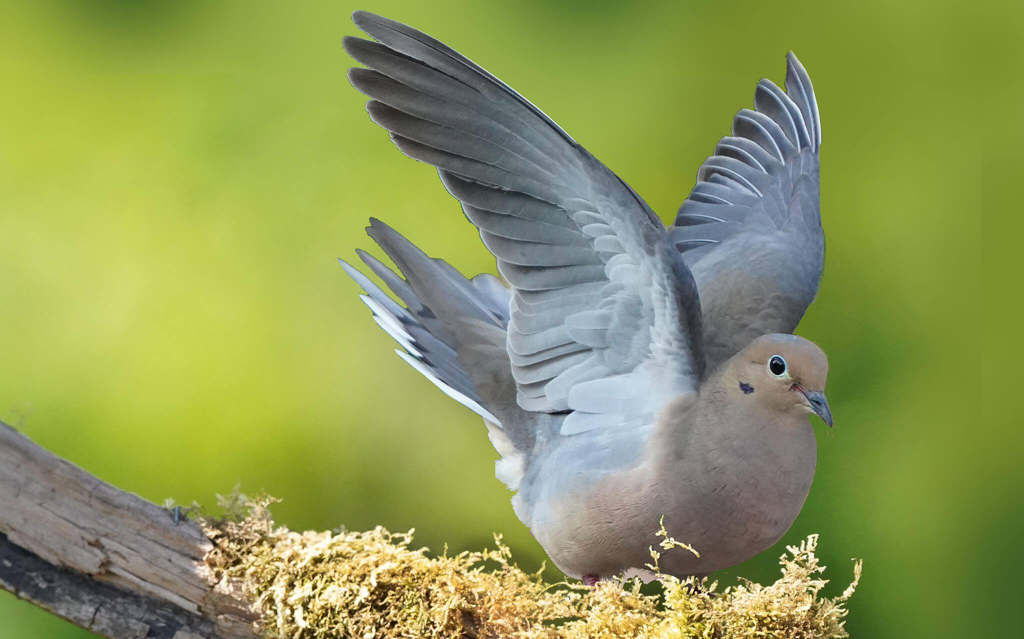 Mourning Dove, Zenaida macroura