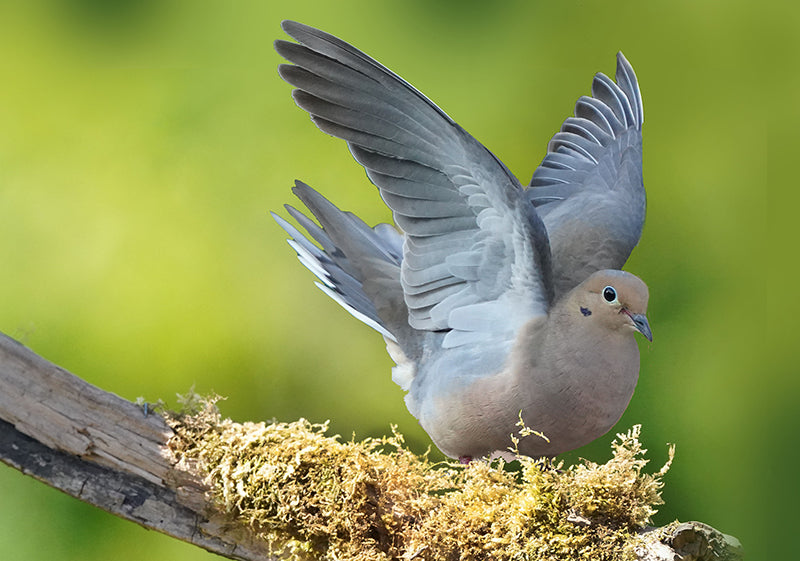 Mourning Dove, Zenaida macroura, Torcaza Plañidera