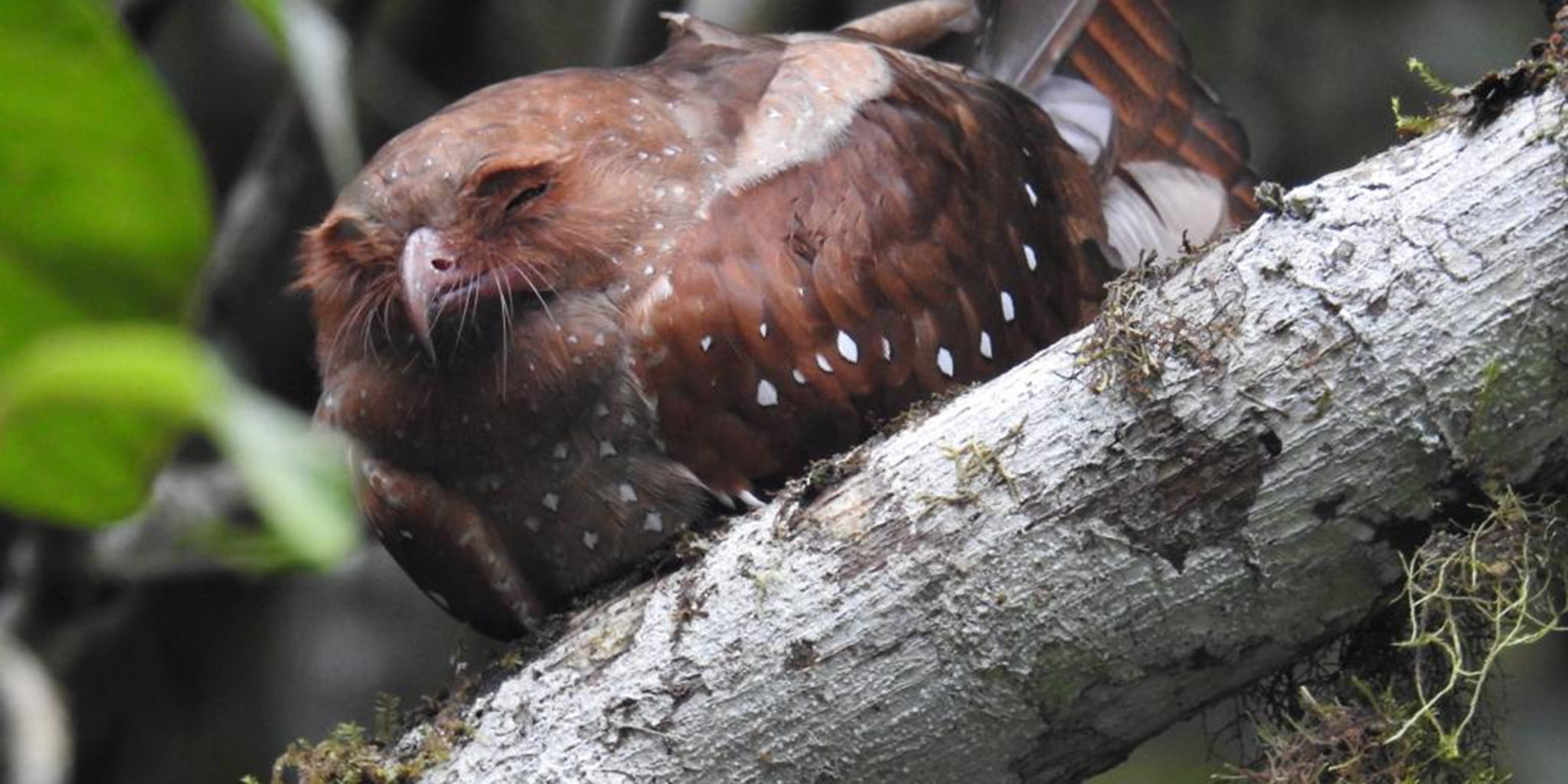 Oilbird, Guácharo, Steatornis caripensis