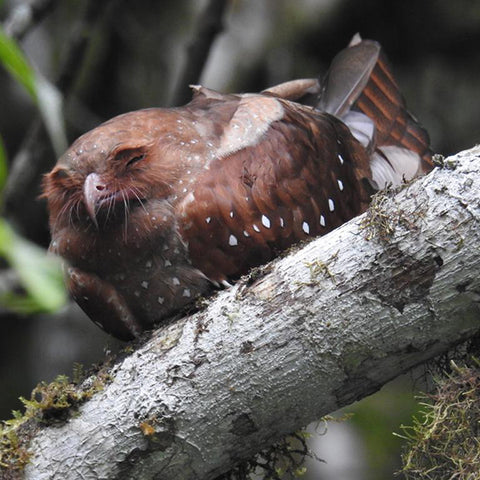 Oilbird Oilbird/Guácharo – Birds of Colombia