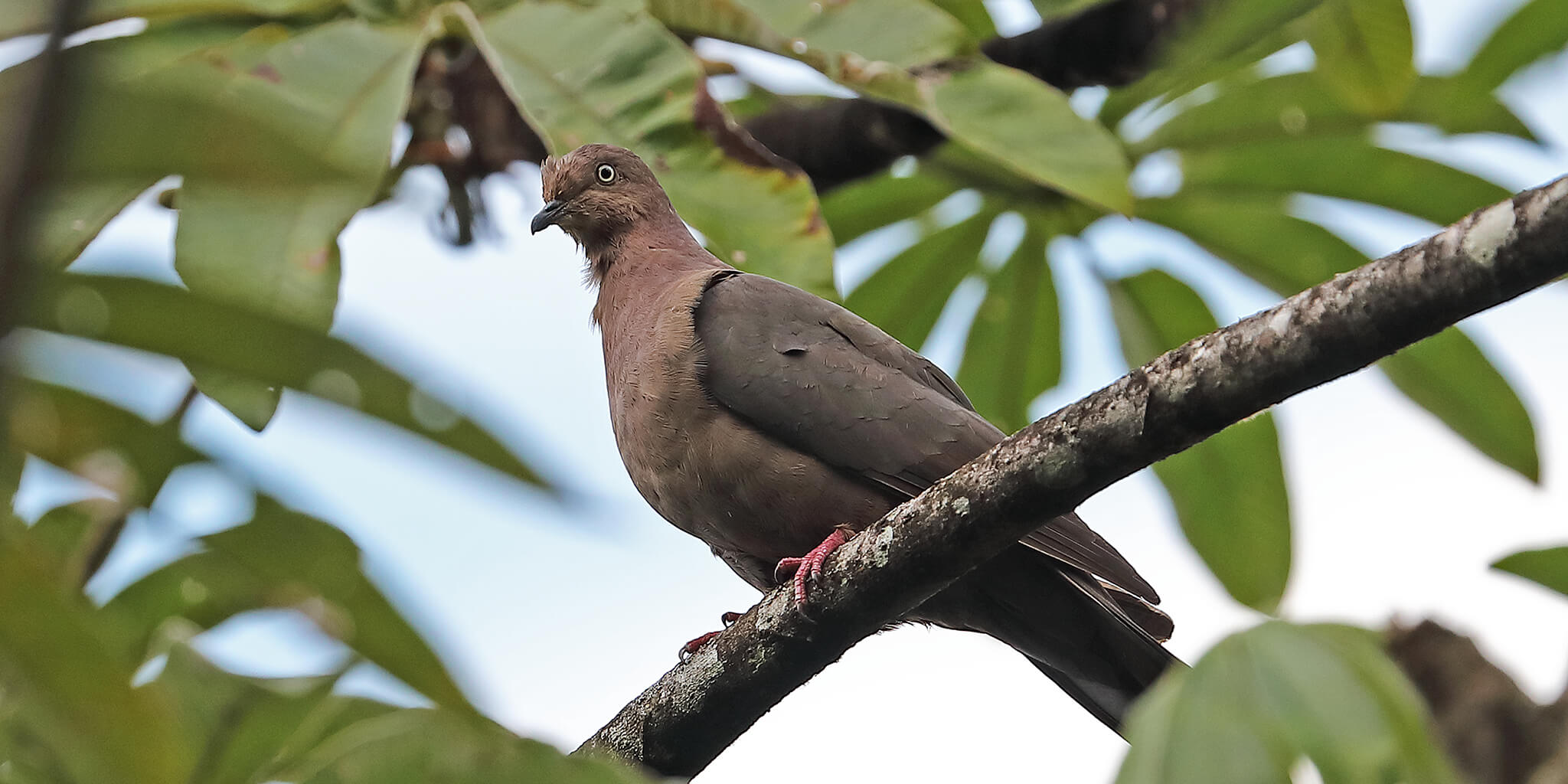 Plumbeous pigeon, Patagioenas plumbea, Paloma Plomiza