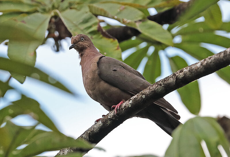 Plumbeous pigeon, Patagioenas plumbea, Paloma Plomiza