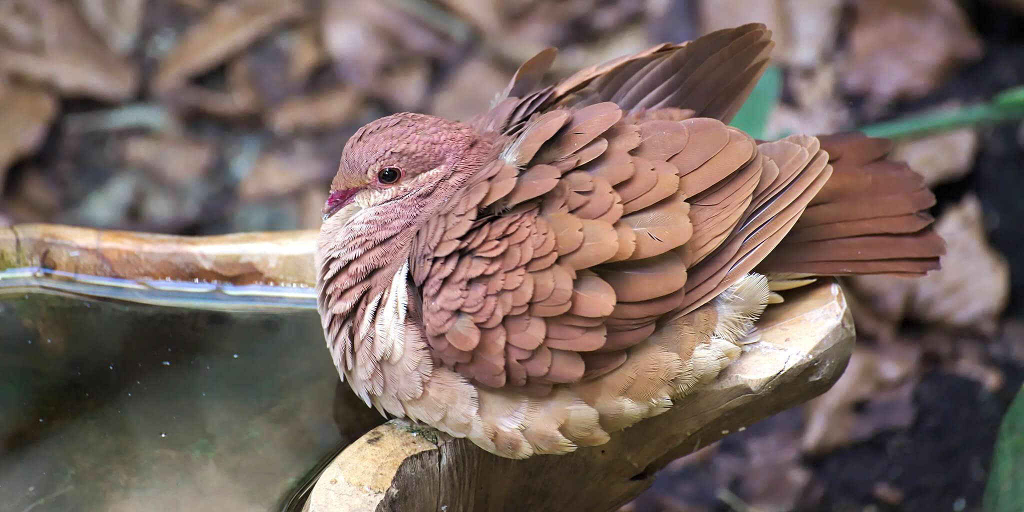 Ruddy Quail-dove, Geotrygon montana, Spanish Name: Paloma-perdiz Rojiza